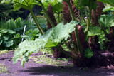 Gunnera Manicata by dleuty, Photography->Flowers gallery