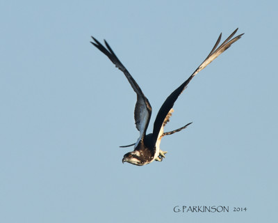 Click here to view at full resolution.