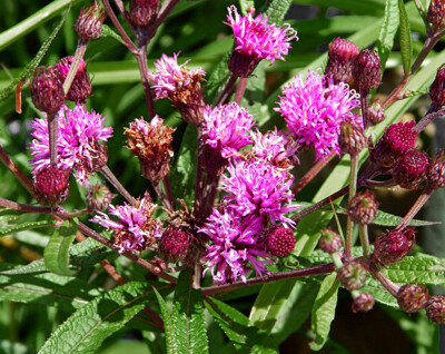 Click here to view at full resolution.