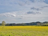 Yellow Field by bfrank, photography->landscape gallery