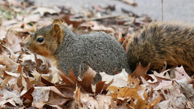 Click here to view at full resolution.