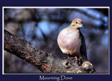 Mourning Dove by gerryp, Photography->Birds gallery