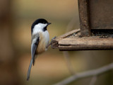 Black Capped Chickadee by gerryp, Photography->Birds gallery