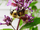 Bumblebee by ImmortalSun, Photography->Insects/Spiders gallery