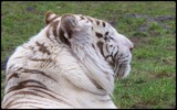 White Bengal Tiger by TheWhisperer, Photography->Animals gallery