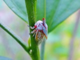 Oak Treehopper by sunny184, photography->insects/spiders gallery