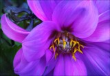 Purple Dahlia by LynEve, photography->flowers gallery