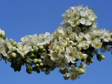 Prune blossoms by Paul_Gerritsen, Photography->Flowers gallery