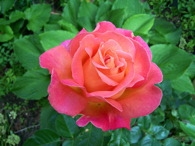 Click here to view at full resolution.