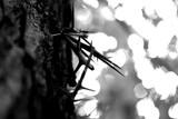 Contrasts  by JayMxPhotography, photography->nature gallery