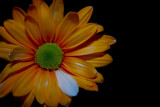 Fall-like Gerbera by anfodor, Photography->Flowers gallery