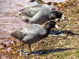 Coots Walking by bfrank, photography->birds gallery