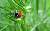 a lady by Marzena, photography->insects/spiders gallery