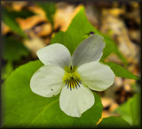 Nature Walk #18 by amishy, Photography->Flowers gallery