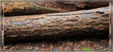 Log Texture by Flmngseabass, photography->nature gallery