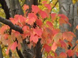 A touch of red by rforres, Photography->Nature gallery