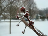 Frozen Tree Branch 2 by Muffinchinoboistyle, Photography->Nature gallery