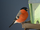 Male Bullfinch 2 by Ramad, photography->birds gallery