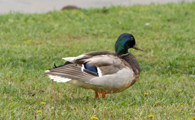 Click here to view at full resolution.