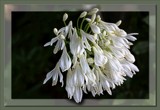 Agapanthus - by request - jswgpb by LynEve, Photography->Flowers gallery