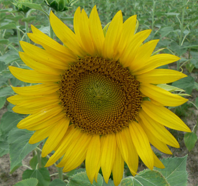 Click here to view at full resolution.