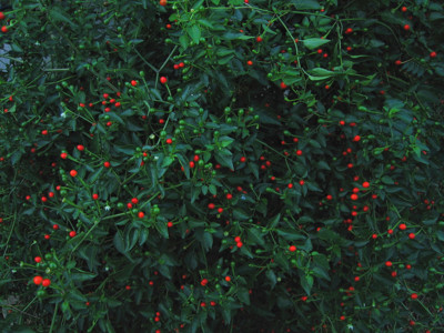 Click here to view at full resolution.