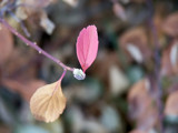 Hanging Tough by kidder, Photography->Nature gallery