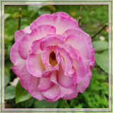 Love Song Floribunda by Flmngseabass, photography->flowers gallery