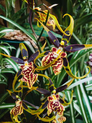 Click here to view at full resolution.