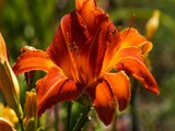 Orange Power by bfrank, photography->flowers gallery