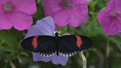 Click here to view at full resolution.