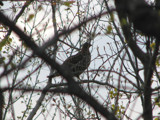 And a Partridge in a ? Tree by scorpie, Photography->Birds gallery