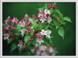 Spring Blossums by gerryp, Photography->Flowers gallery