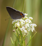 Butterflies Everywhere by Pistos, photography->butterflies gallery