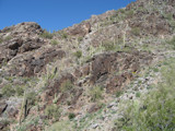 Lots O' Cactus by AzNova, Photography->Landscape gallery