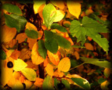 Beautiful autumn #6 by annie100, Photography->Nature gallery