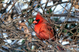 One Cold, Grumpy Dude.... by nanadoo, photography->birds gallery