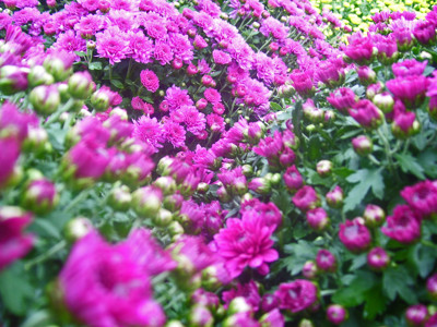 Click here to view at full resolution.