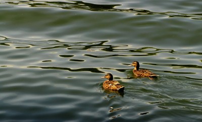 Click here to view at full resolution.