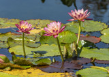 Flowers And Frogs by rahto, photography->flowers gallery