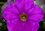 Petunia by vangoughs, photography->flowers gallery