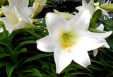 Easter Lily by trixxie17, photography->flowers gallery