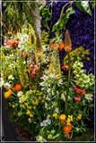 Spring Foofies 02 by corngrowth, photography->flowers gallery