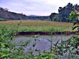 Village pond by sahadk, photography->landscape gallery