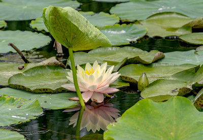 Click here to view at full resolution.