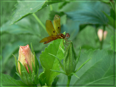 Click here to view at full resolution.