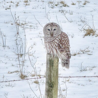 Click here to view at full resolution.