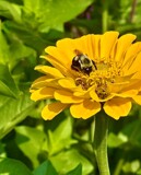 The Pollinator by tigger3, photography->insects/spiders gallery