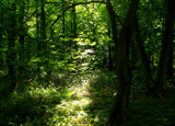 forest 2 by gaeljet2, Photography->Landscape gallery