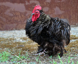 Or Is It A Bird? by jeenie11, photography->animals gallery